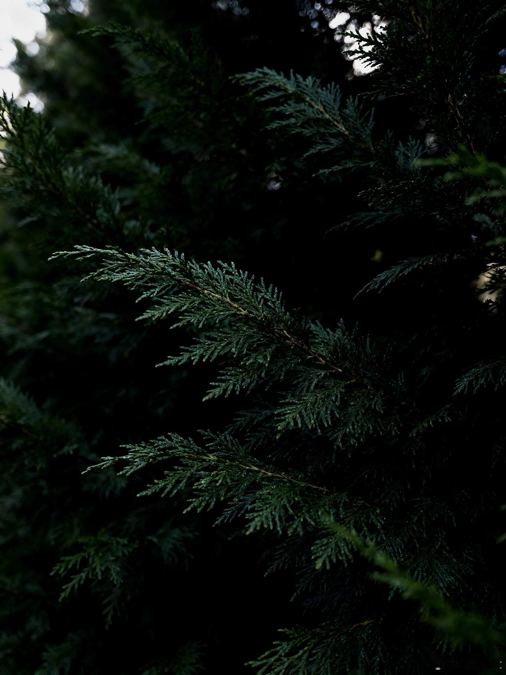 人生其实非常短暂，不是每个人都能活到八九十岁，即便长寿，也要忍受衰弱和病痛。真正