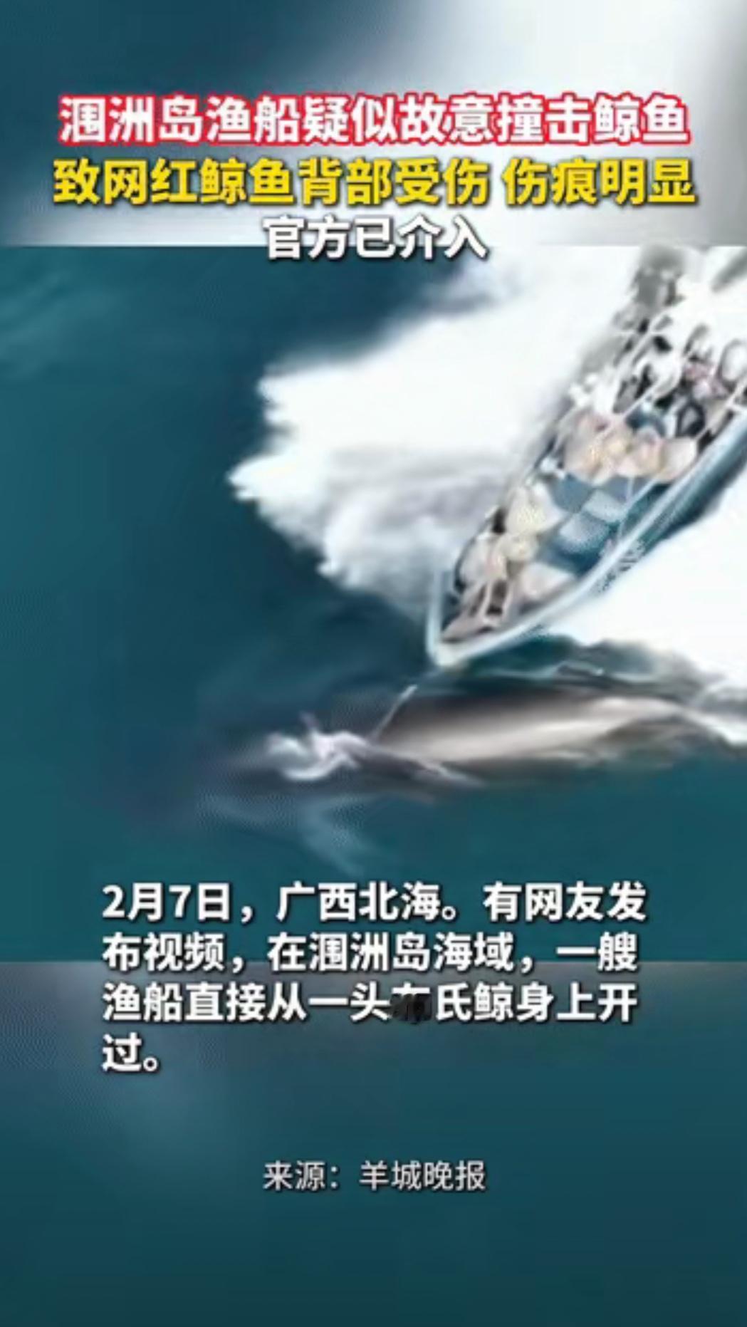 有些人真的是太坏了。​涠洲岛附近有很多鲸鱼，它们性情温顺，很多人都喜欢它们，