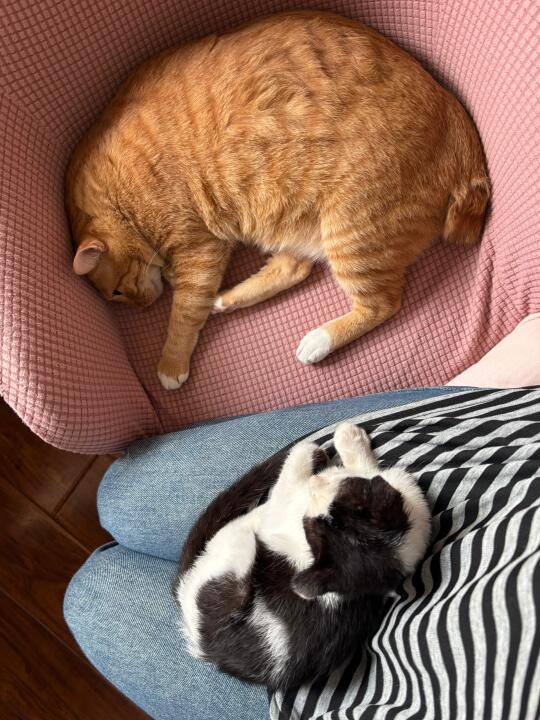 养猫人最幸福的时刻