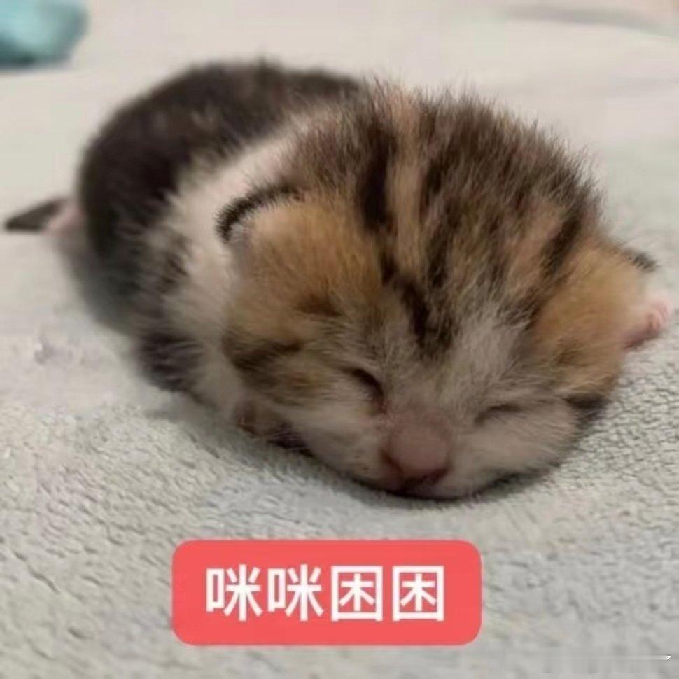 可爱猫咪表情包。