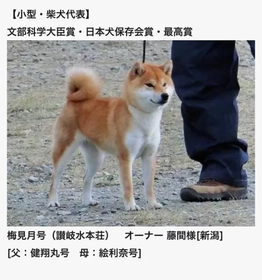 永远为柴犬着迷