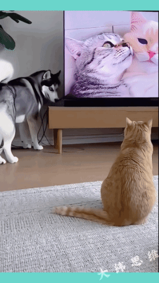 狗子狡黠的眼神，已经暴露出它要使坏！