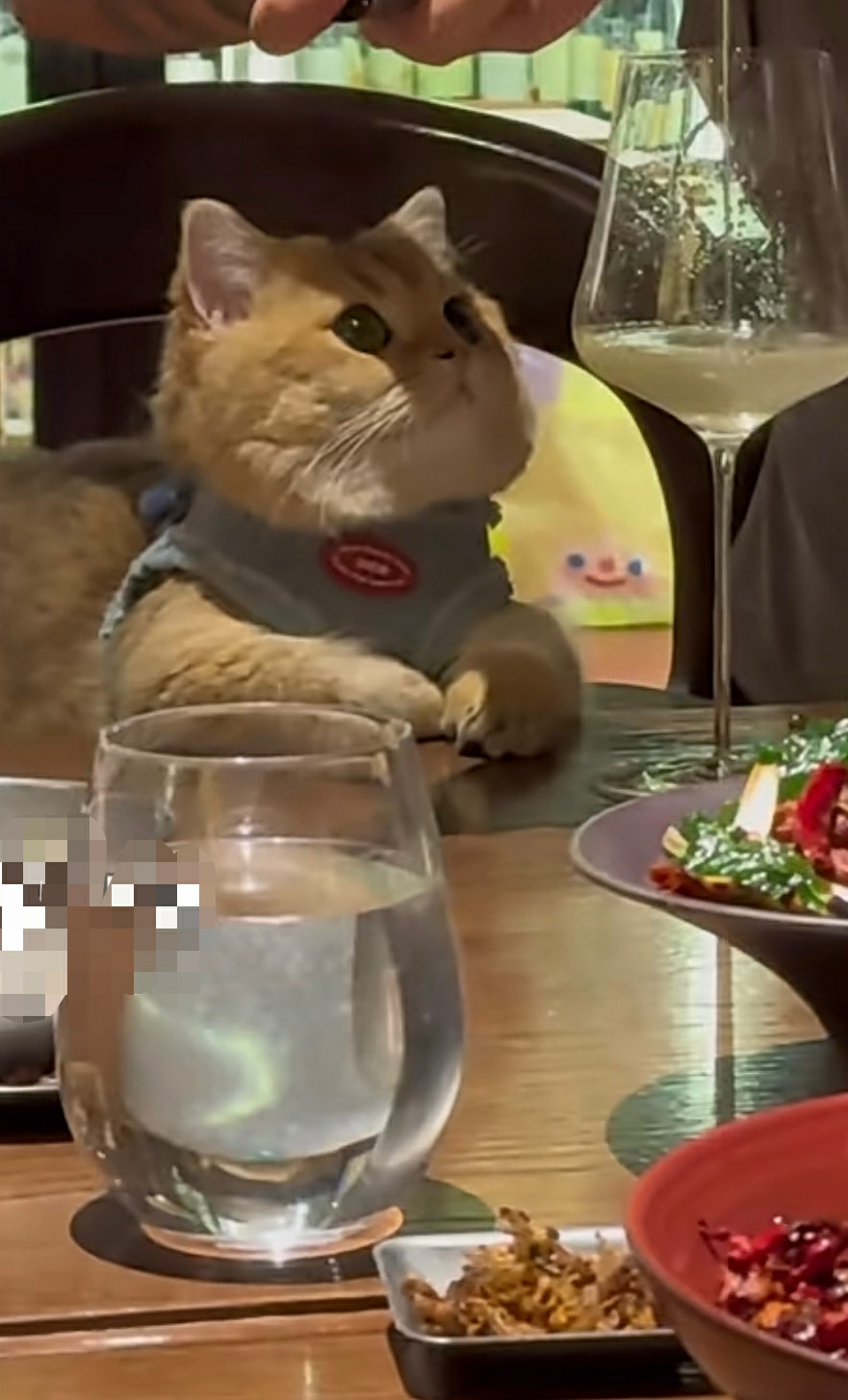 见过世面的猫，淡定从容