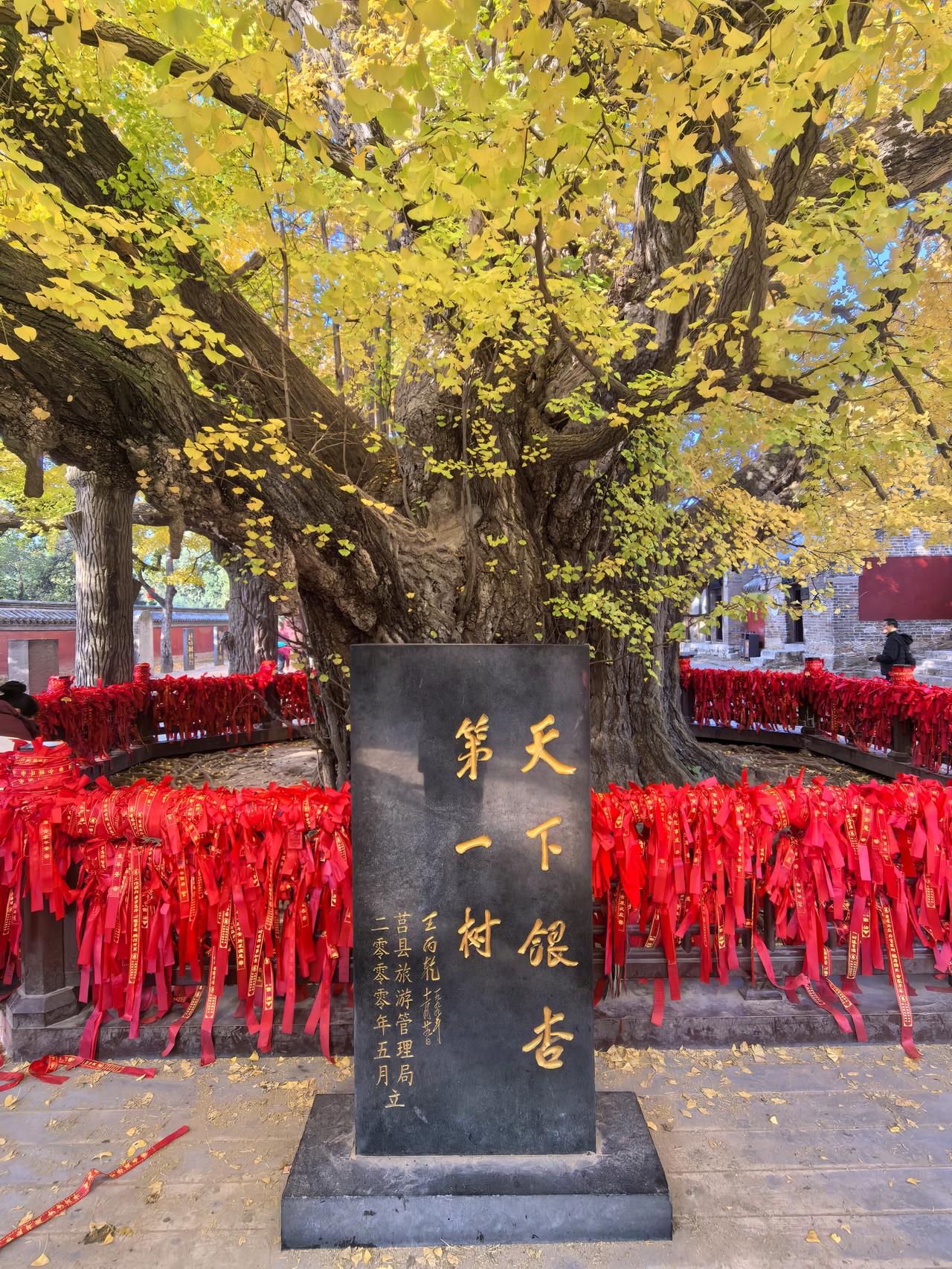 走进定林寺，寻访4千年古银杏树。寻访秋天最美的风景随手记录我们身边的美景实拍