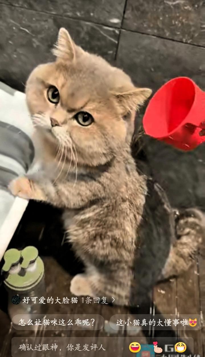 广东广州的95后女生阿雯，怎么也没想到，自己随手拍的一段给猫咪洗澡的日常视频