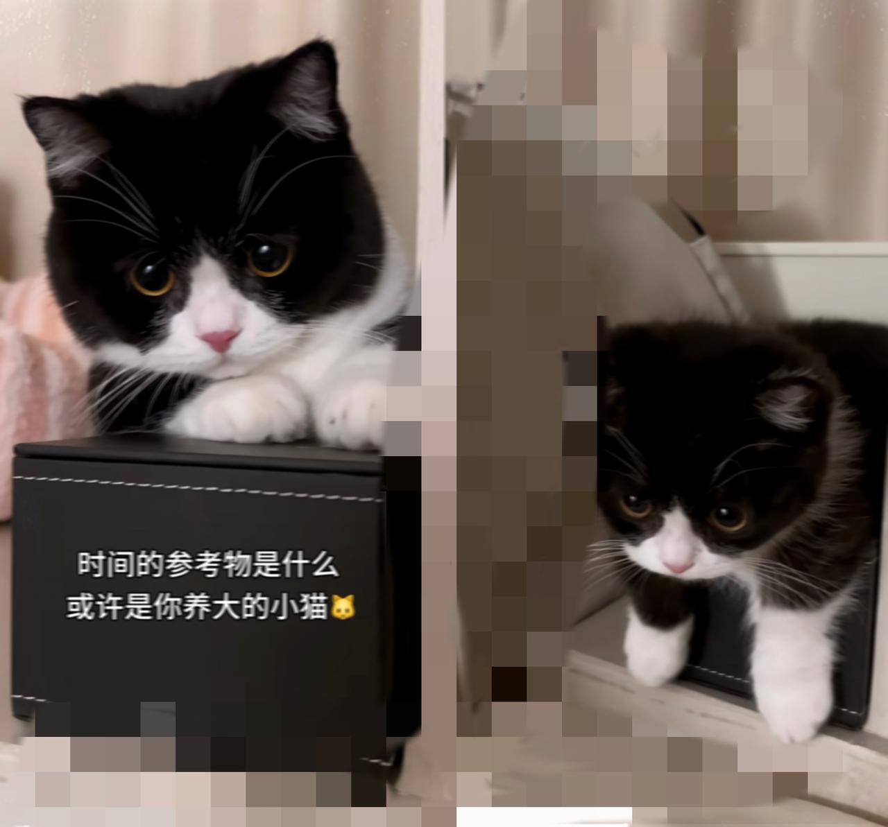 人类的一天，在猫主子眼里根本就是大型“打工投喂”现场！别以为你