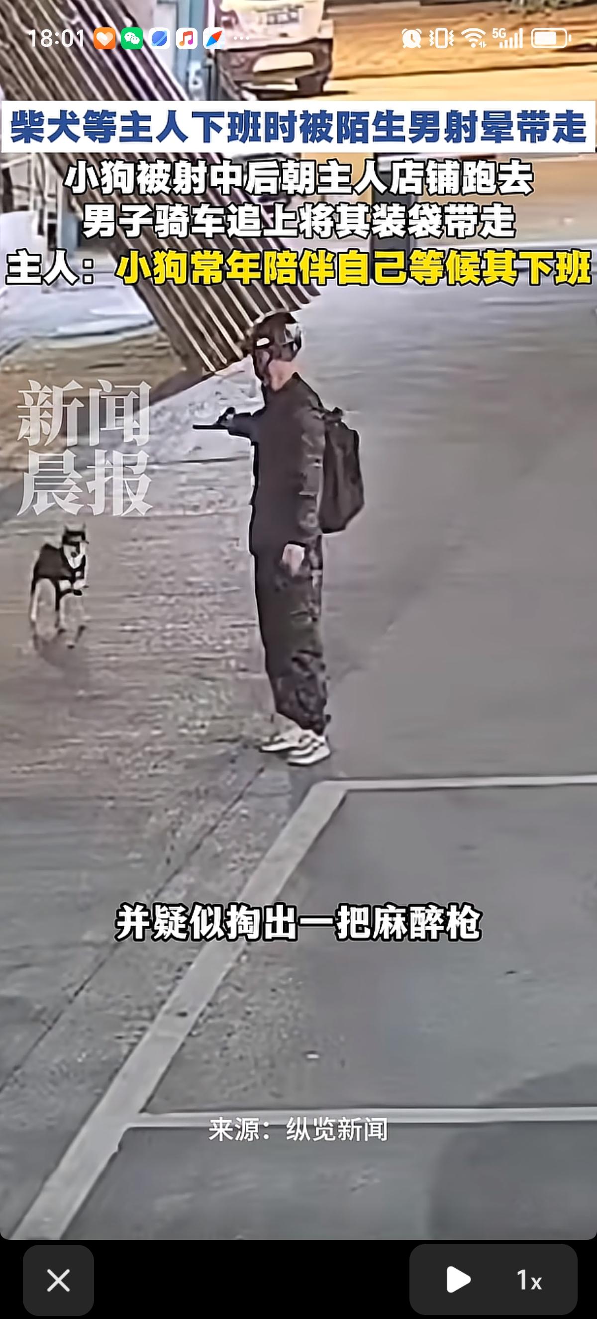 四川德阳一只柴犬在店铺附近等候主人下班时，被骑摩托车的陌生男子用疑似麻醉木仓射中