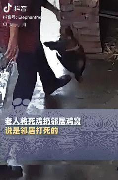 “缺大德了！”9月16日江西瑞金，一老人将自家鸡打死后，偷偷的塞进邻居家鸡窝，随