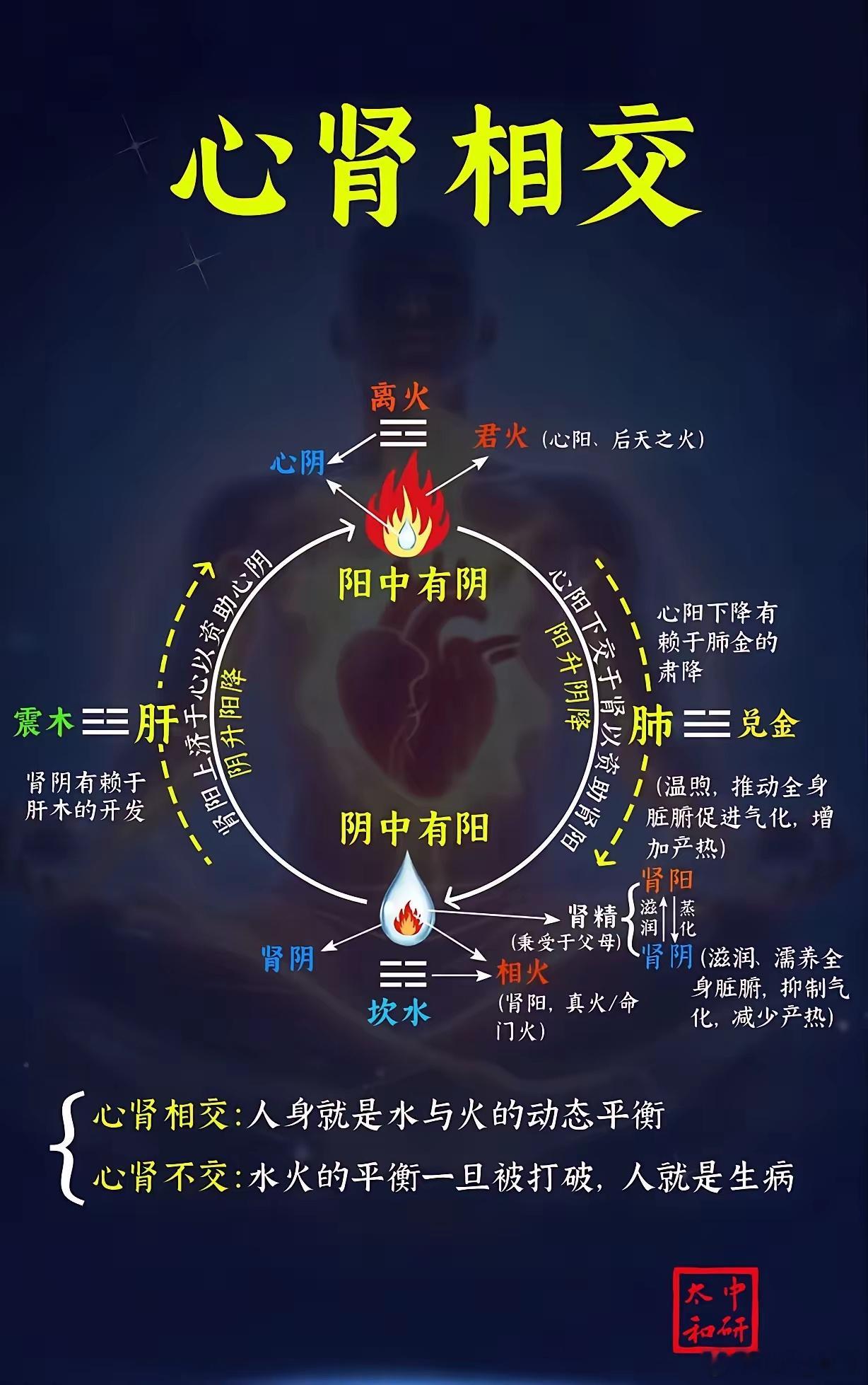 中医所讲究的心肾相交，其重要性是非常大的。心被称作“君主之官”，主管着精神、思维