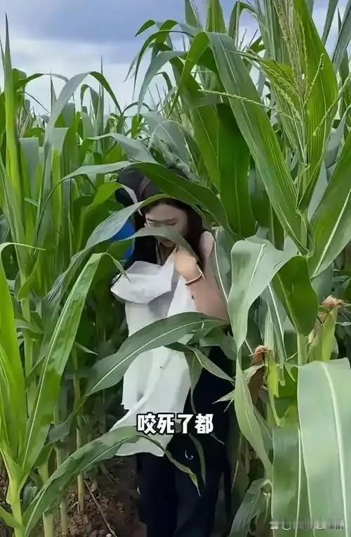 偶尔搞两根来弄一下还是挺爽的，瘦肉煲汤绝配。玉米，在我们老家话叫包粟。一种是