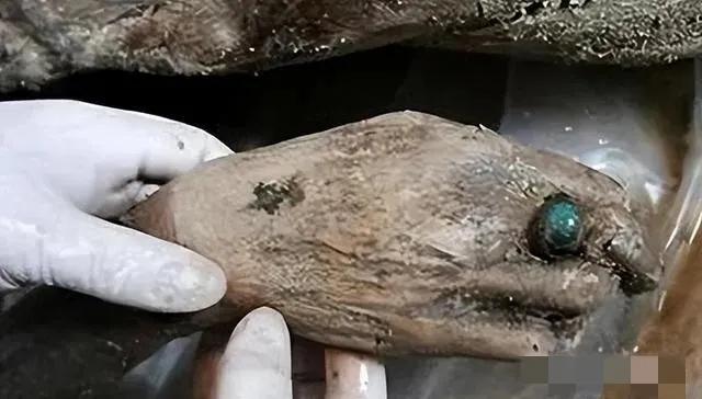 造孽！2300年战国女尸遭盗墓贼扯发拖行，专家怒喊：必须枪毙！“造孽啊！”