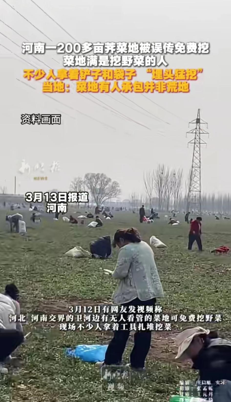 河南一200多亩荠菜地被误传免费挖，菜地满是挖菜的人！不少人拿着铲子和袋子，“埋