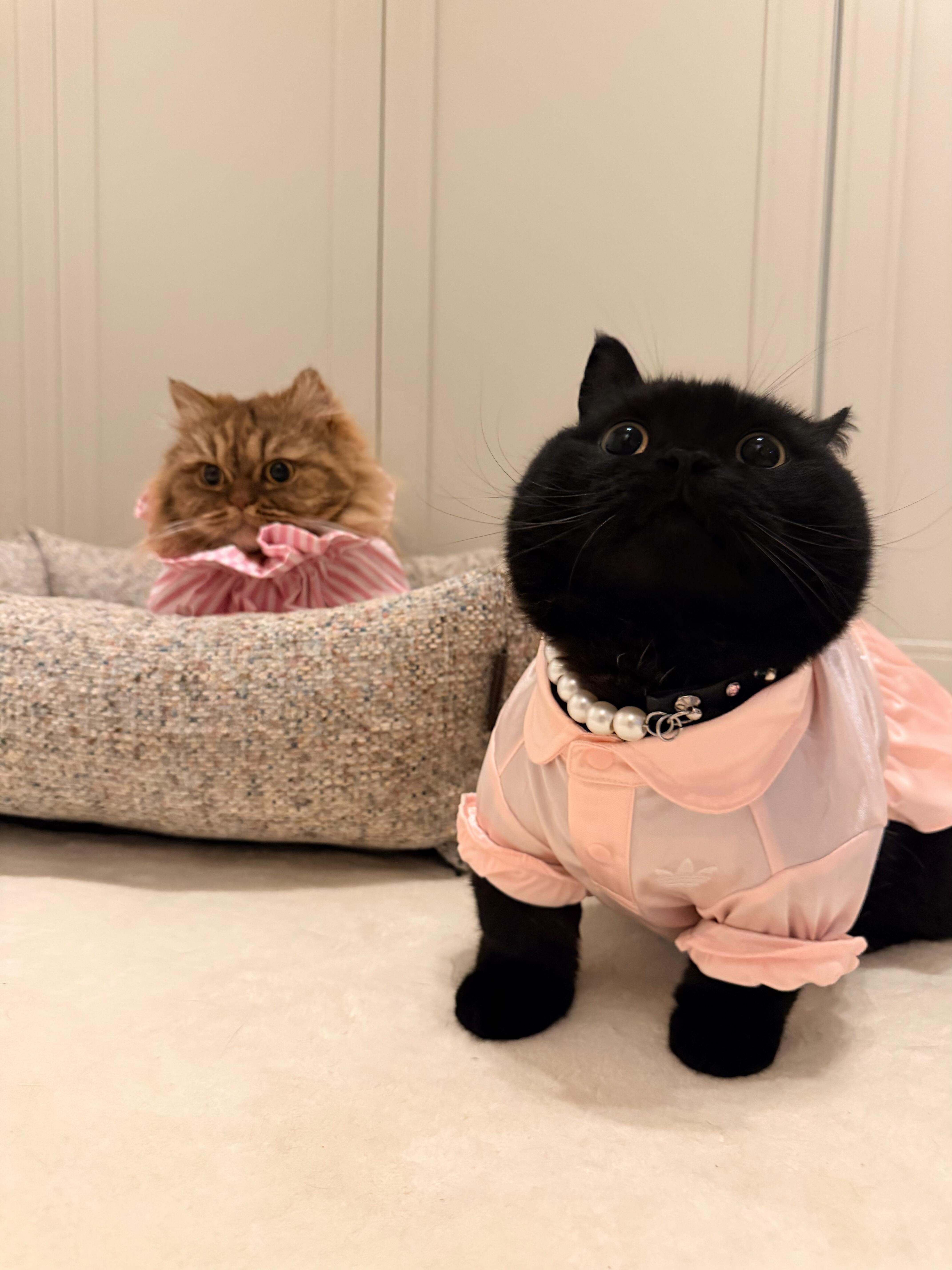猪猪你为什么老是黑着脸不开心吗？动物奇遇记