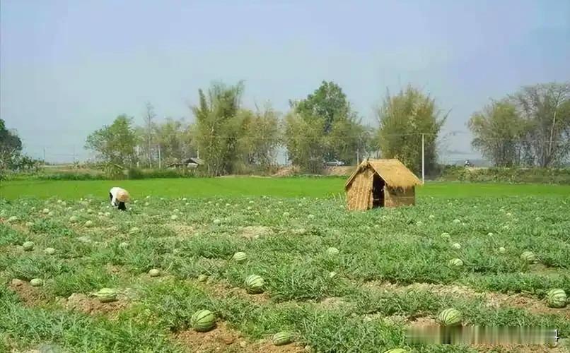 那年我在瓜棚里睡觉，一个姑娘闯了进来，我用两个西瓜娶了她哎呀妈呀！谁能想到
