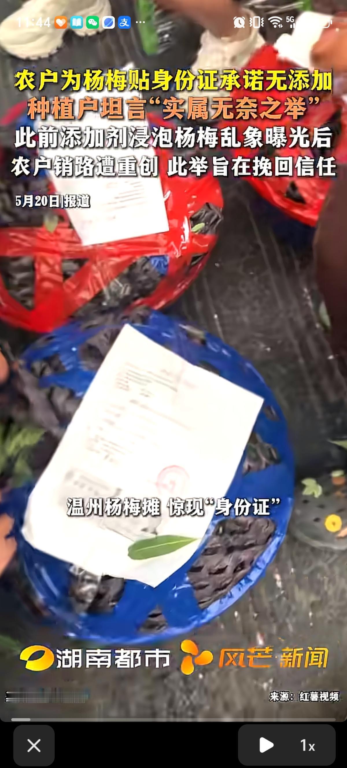 浙江温州杨梅种植户为挽回消费者信任，水果批发市场上在杨梅筐上贴着承诺达标合格证，
