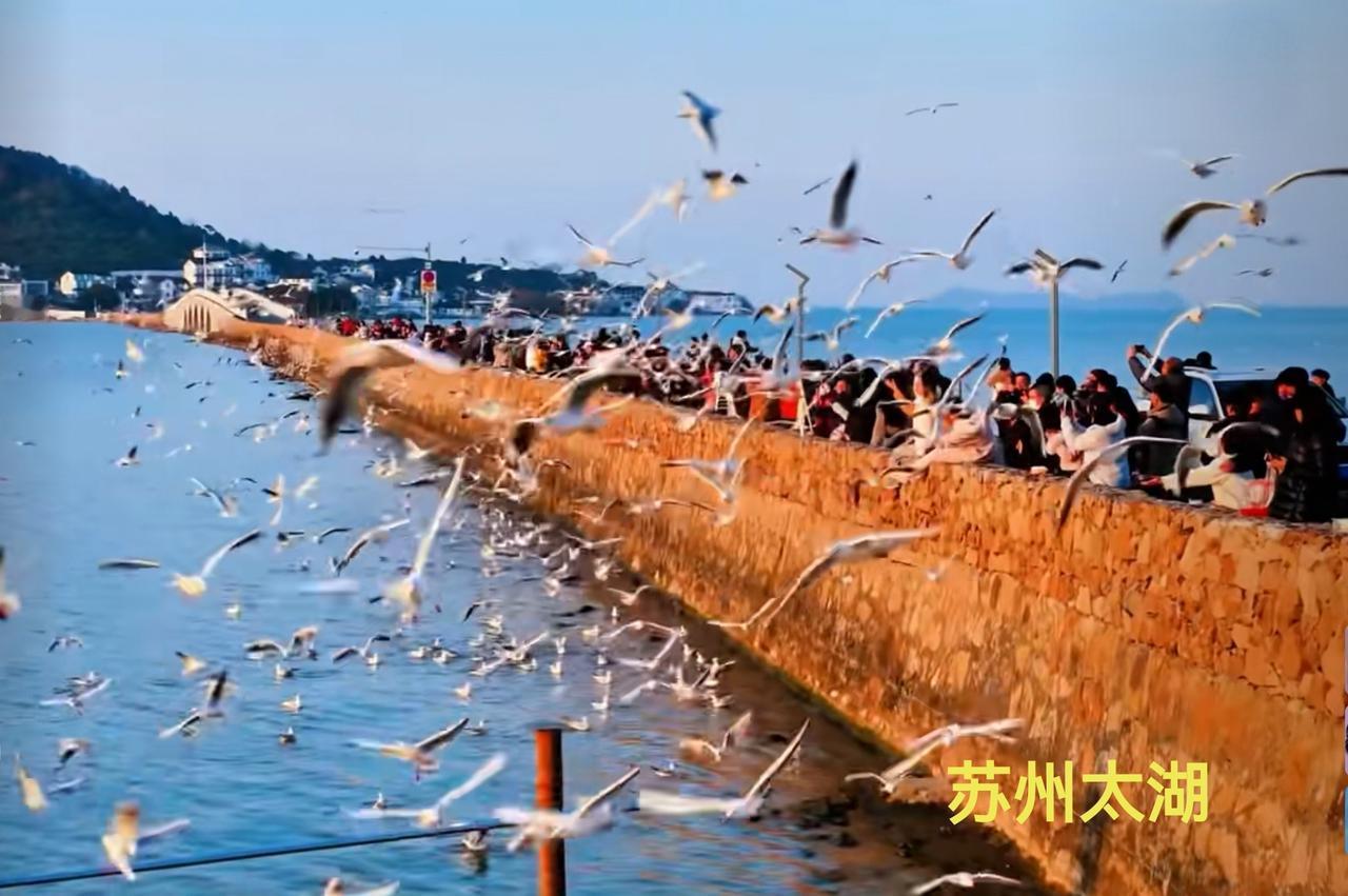 很多人会奇怪，没海的苏州为啥会有海鸥?其实，苏州太湖的红嘴鸥来自从西伯利亚。