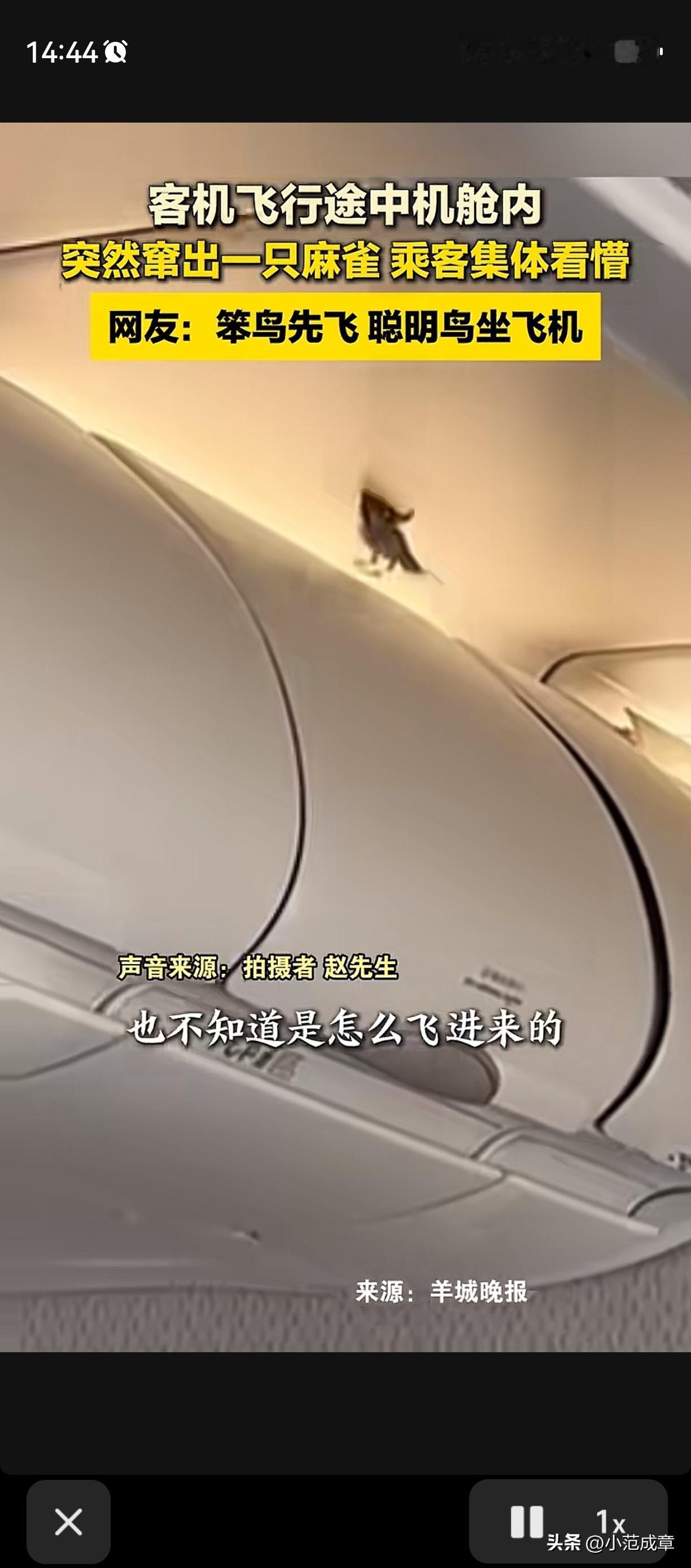 “笨鸟先飞？”近日，有网友在飞机上拍到了令人震惊的一幕，飞机上竟然有一只麻雀