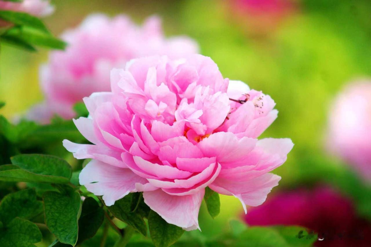 牡丹花开红艳艳