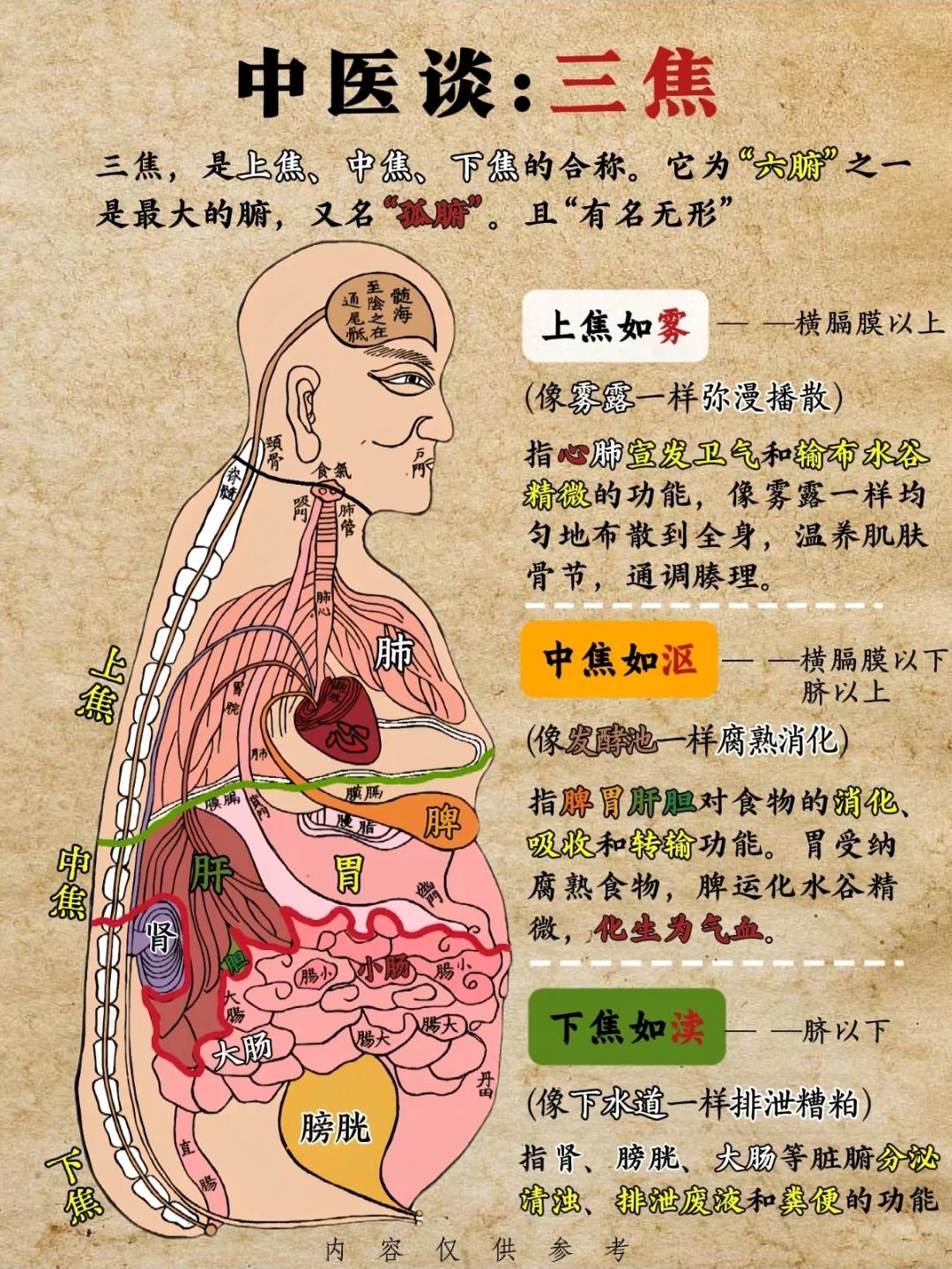 养生无效🤔？中医说问题在“三焦”不通！