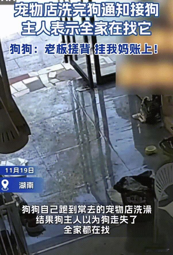 笑不活了！湖南，狗狗趁主人不注意的时候偷偷独自离家，原来它是跑去经常去的宠物店洗