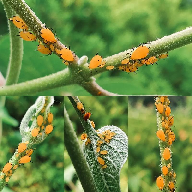 明明爬得慢、没防护，蚜虫凭啥瞬间爬满整盆植物？不用交配就能复制自己，生下来的孩子