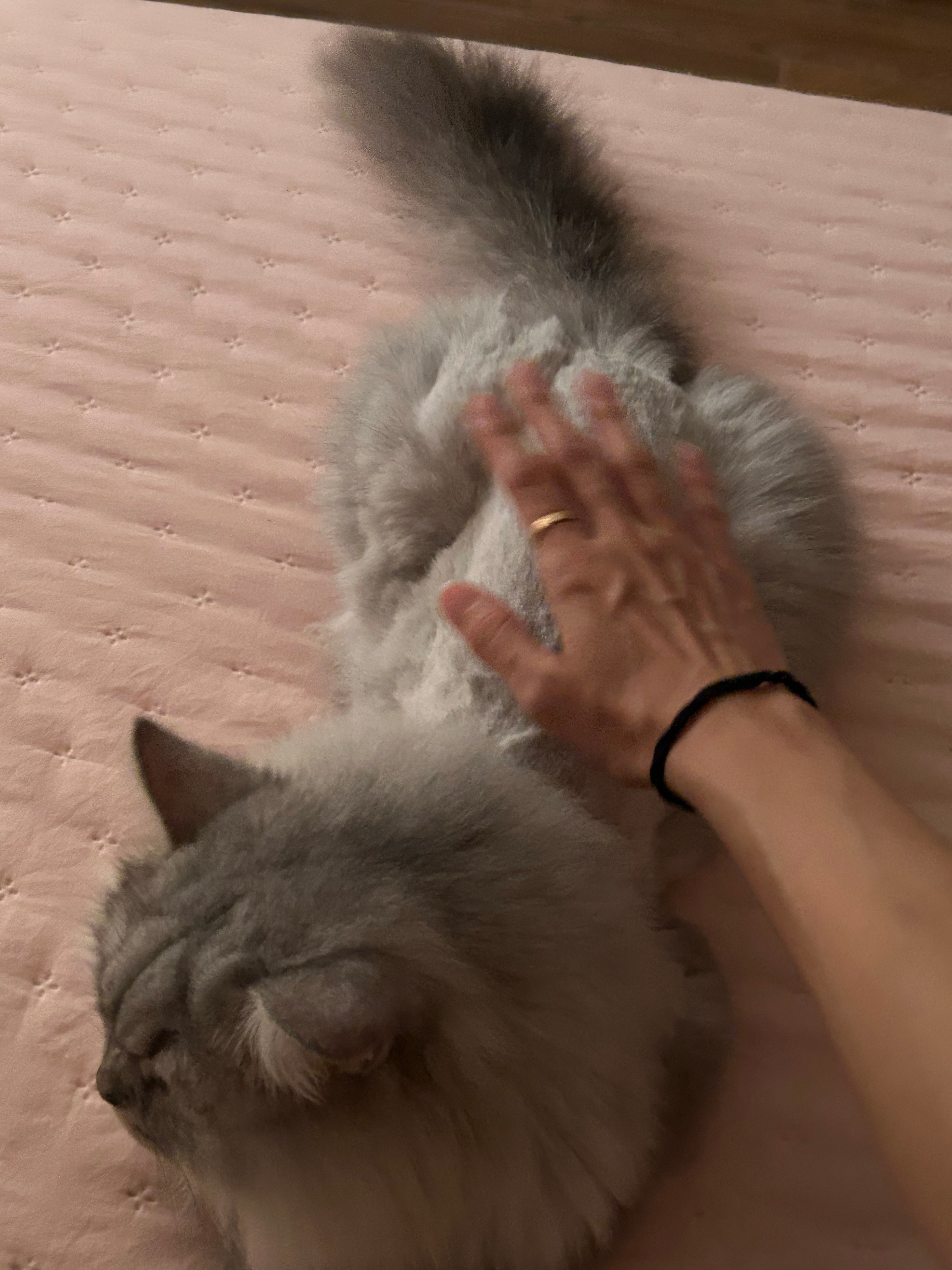 七崽子剃毛后摸上去真爽啊​​​