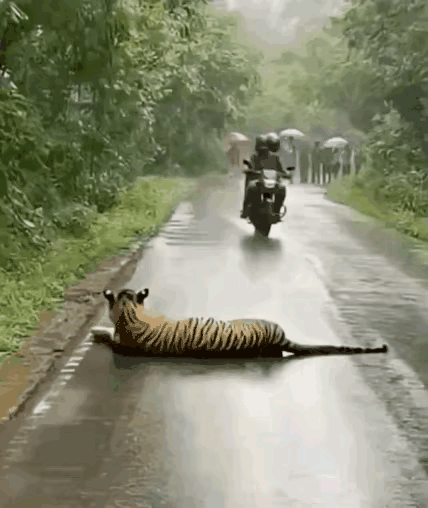 老虎尾巴是你随便压的吗？我也奇怪了，这是哪个国家？也有东北虎？