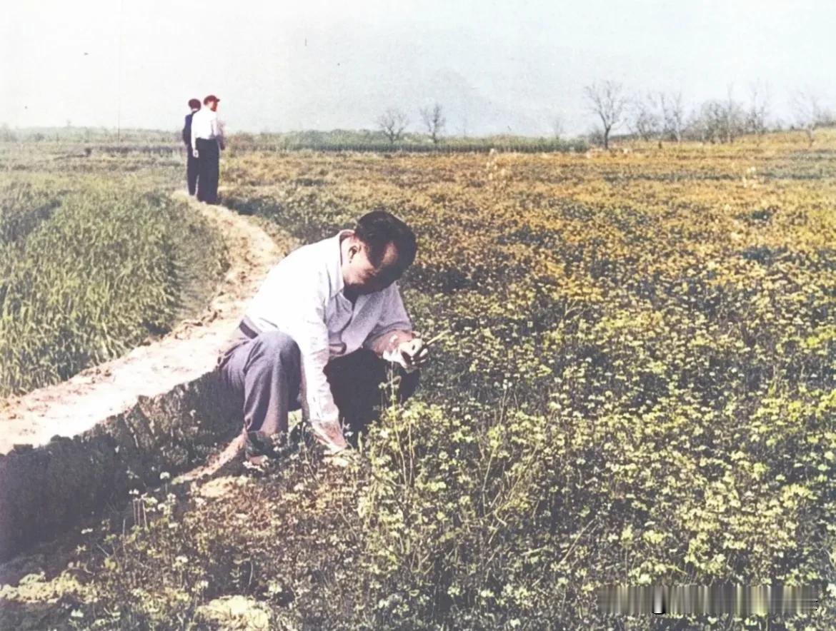 1960年3月14日，毛主席在浙江金华农村察看农作物生长。远处两人是：浙江省公