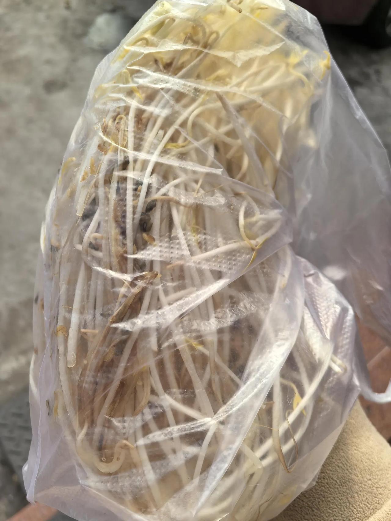 年轻人为啥不去菜市场买菜？这就是去菜市场买的，让老板给我装2块钱的豆芽，钱付了