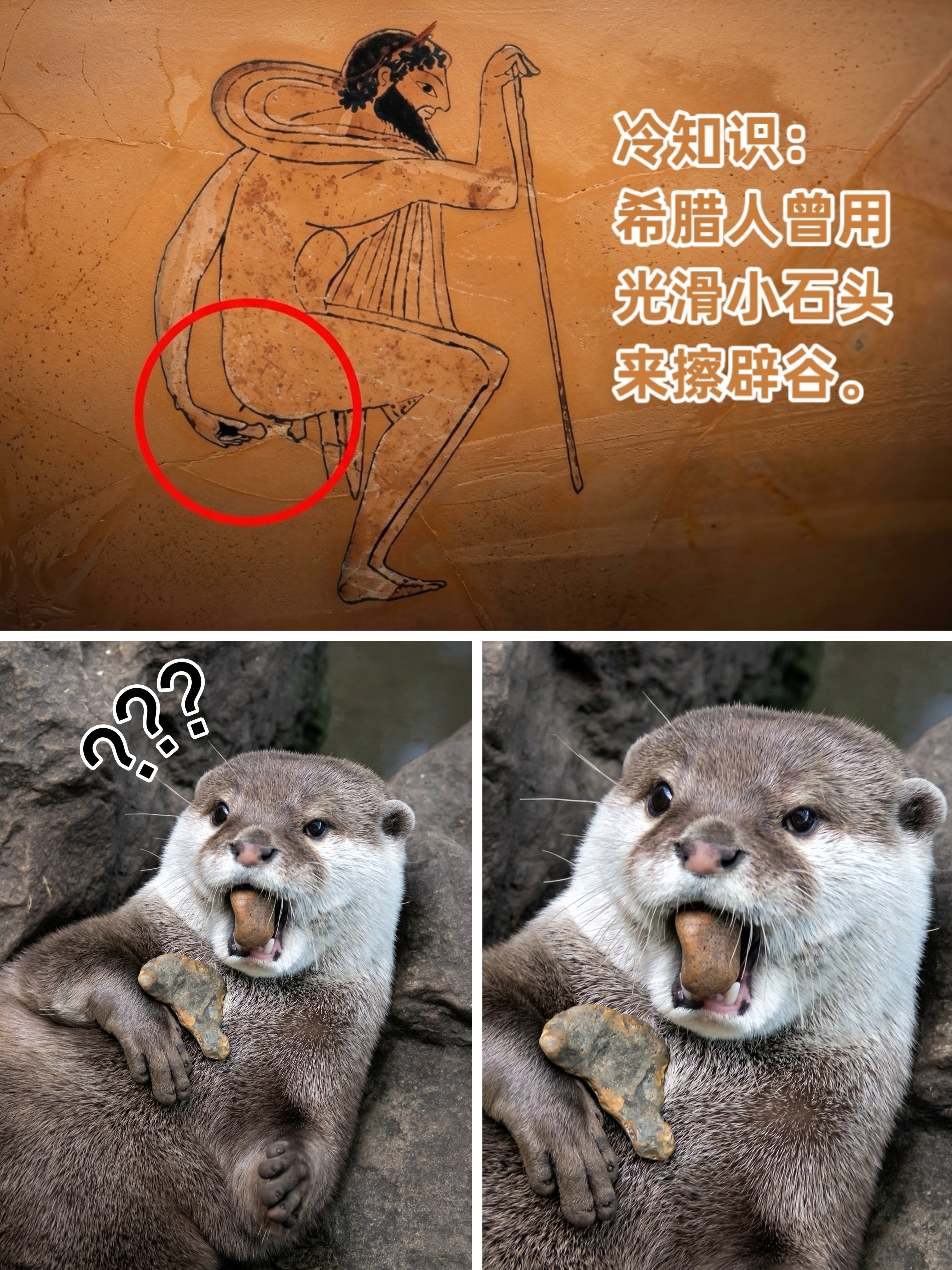 😨😨😨meme水獭