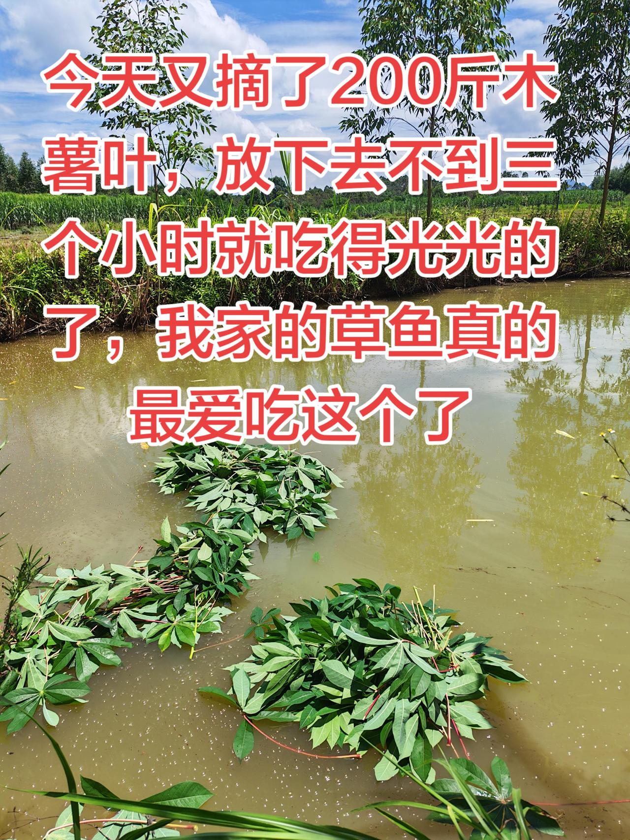 我家的草鱼最爱吃木薯叶养鱼日记养鱼农村生活三农