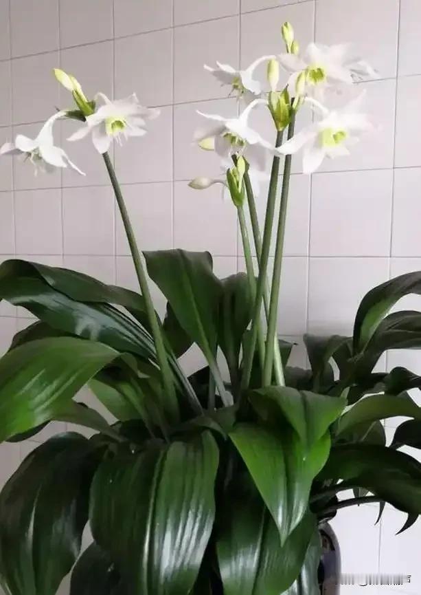 很惭愧，养了十多年，才知道阳台上这盆花名叫南美水仙，以前我们一直管它叫“一帆风顺