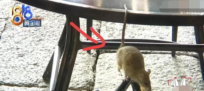 讹人成功了？五月，杭州女子花2000多去一家餐厅吃饭，结果看到室外有老鼠在偷吃花