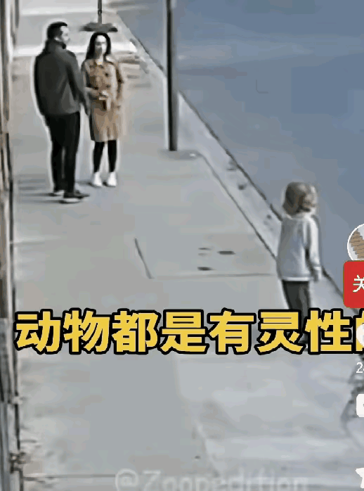 最近经常看到这些毛孩子救小主人的画面，以前很少看到这样的画面，最近不知道为什么，