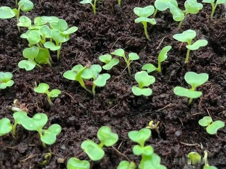 家庭种植小白菜，什么时间和方法，你知道吗?小白菜四季都可以种，但以秋冬两季最