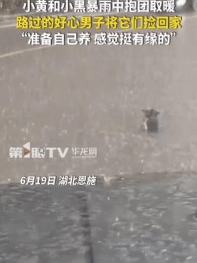 泪目！湖北恩施，男子开车回家时，突降暴雨！刚开了1分钟，就发现路中间有2个黑点，