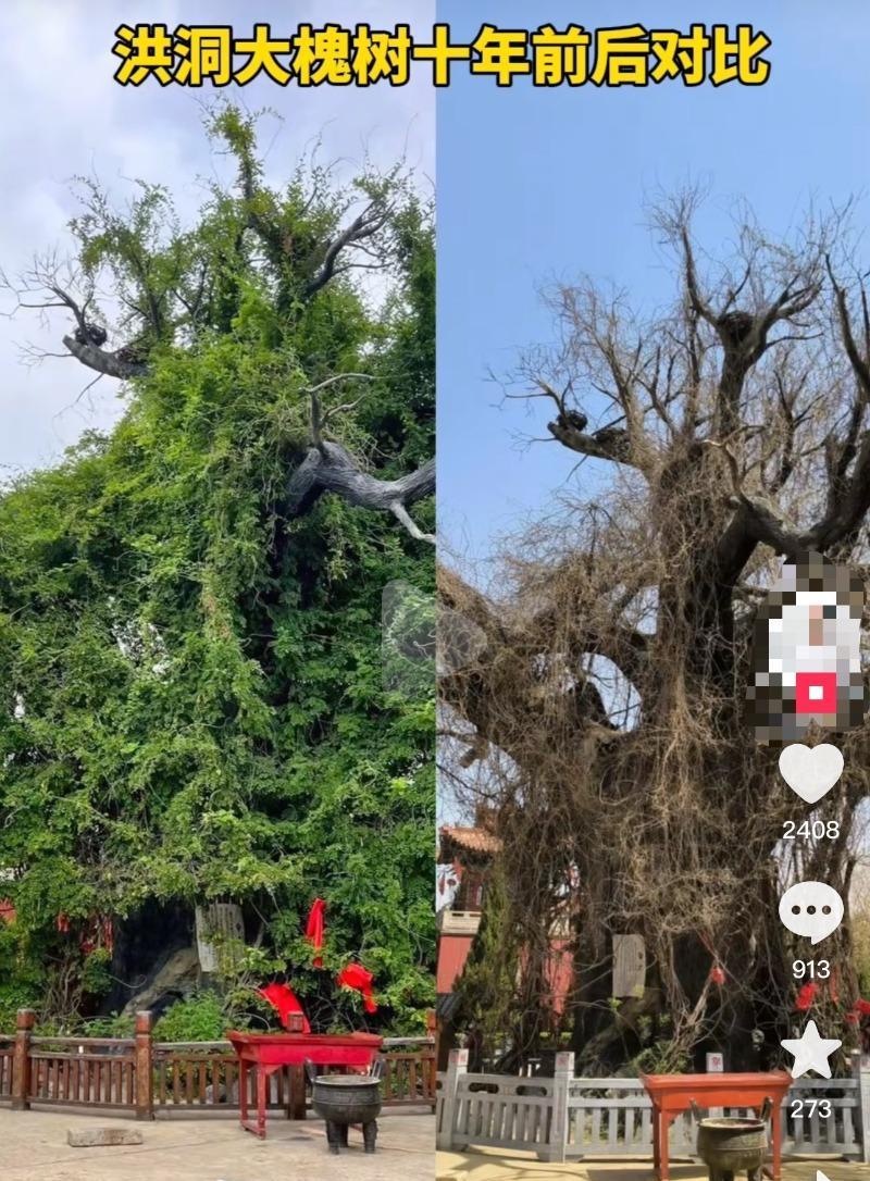 洪洞大槐树枯死？景区回应：系原址仿塑并非真树。近日，一段洪洞大槐树今昔对