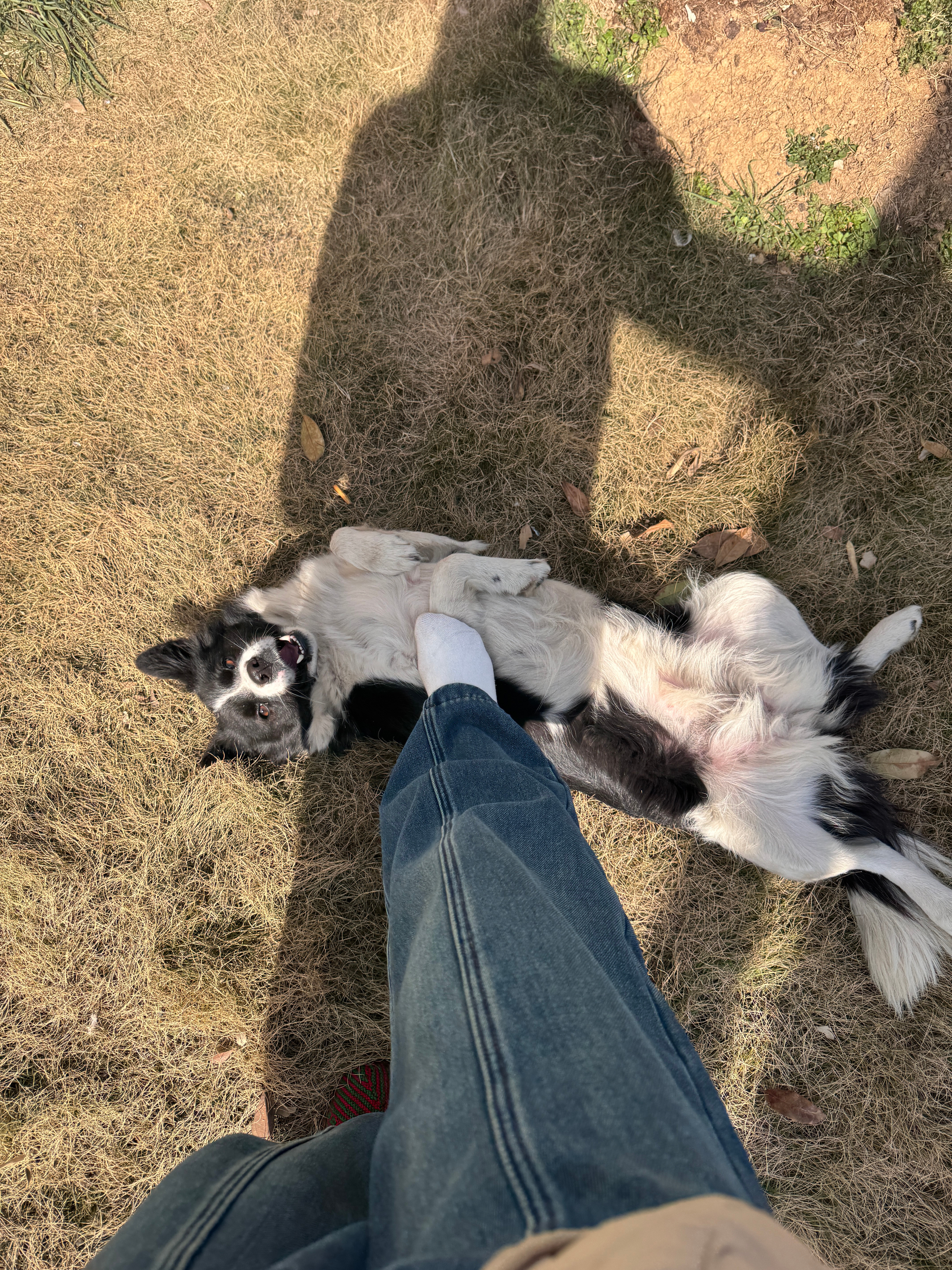 好搞笑哦我还是很震惊自己能被狗咬今晚还撒谎去跳舞了哈哈