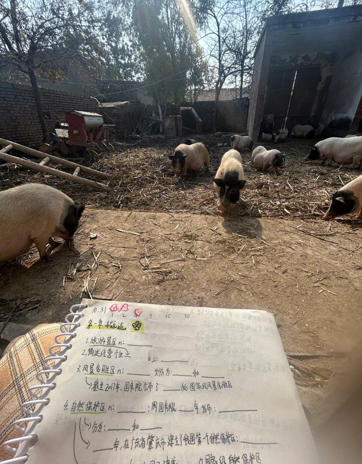 大学生的备考环境belike已经忍不住开始对小猪讲解知识点了[捂脸哭]校园热梗王