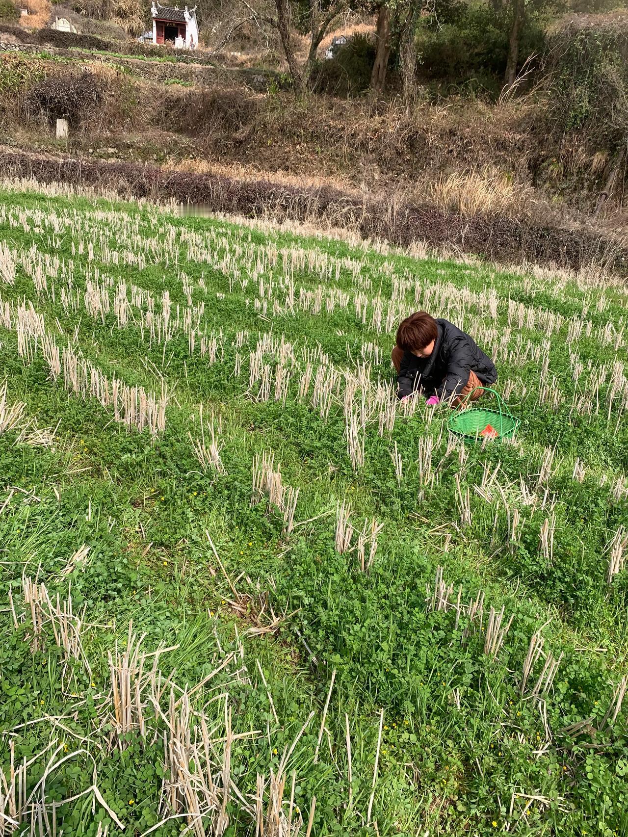 3月初，乡下的田野里、山坡上陆陆续续的出现了许多野菜，我们之前采的是荠菜现在