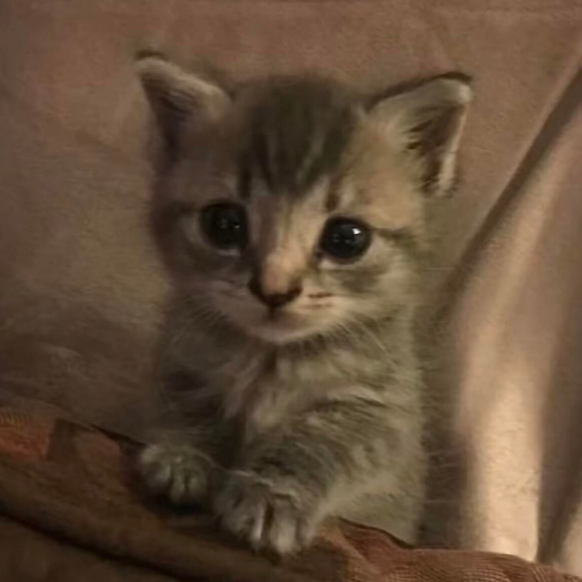 这是啥猫​​​