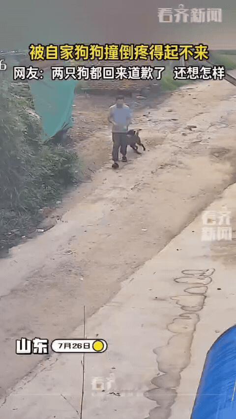 笑不活！男子带狗子遛弯，俩狗子嬉闹间猛地将男子撞翻在地，第一时间扭头就跑，眼见自