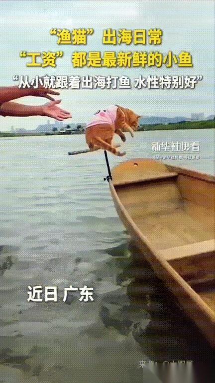 我靠，真的破防了。广东一个大哥，领着四只猫去码头，我以为是啥生离死别，结果大哥