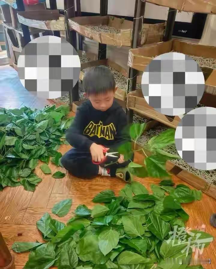 万万没想到，武汉，6岁的儿子想亲手做蚕丝被，妈妈觉得难度太大，不太现实，谁知道爸