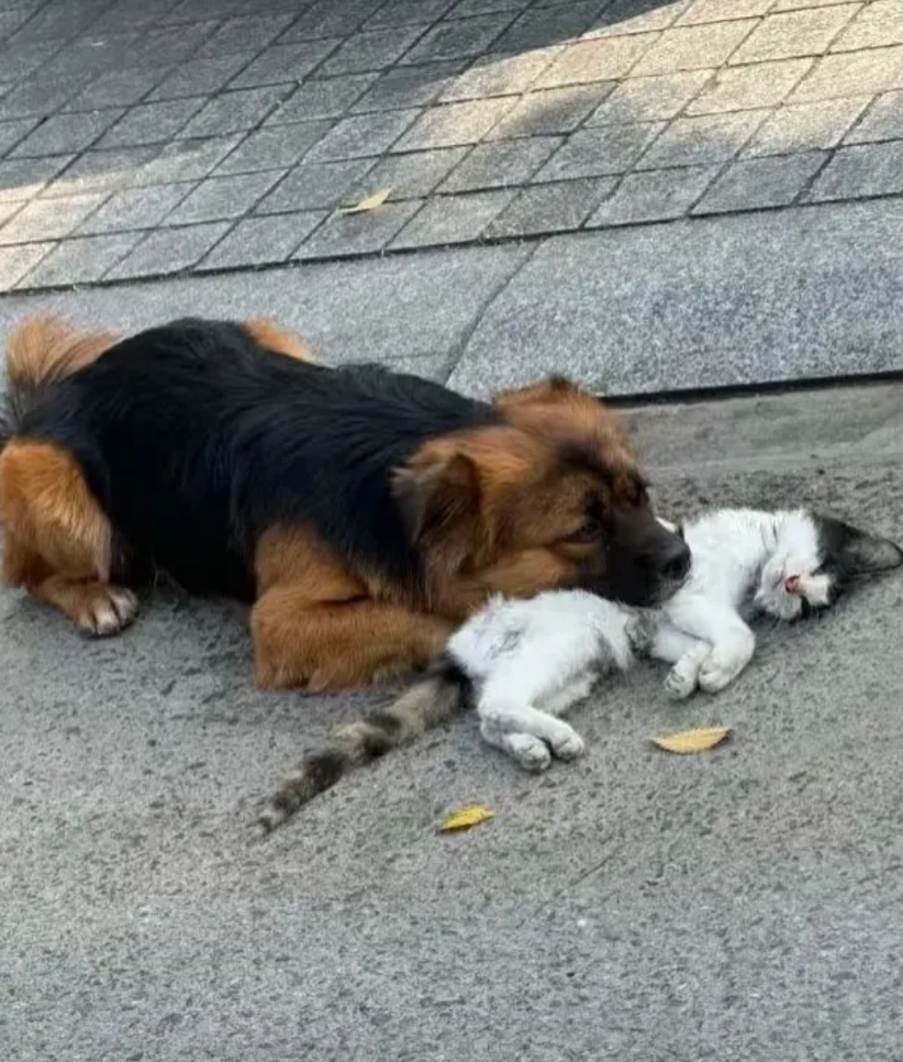 一只可怜的流浪狗和流浪猫，一年前被主人同时遗弃在街头。而最近那只猫咪不幸被车撞死