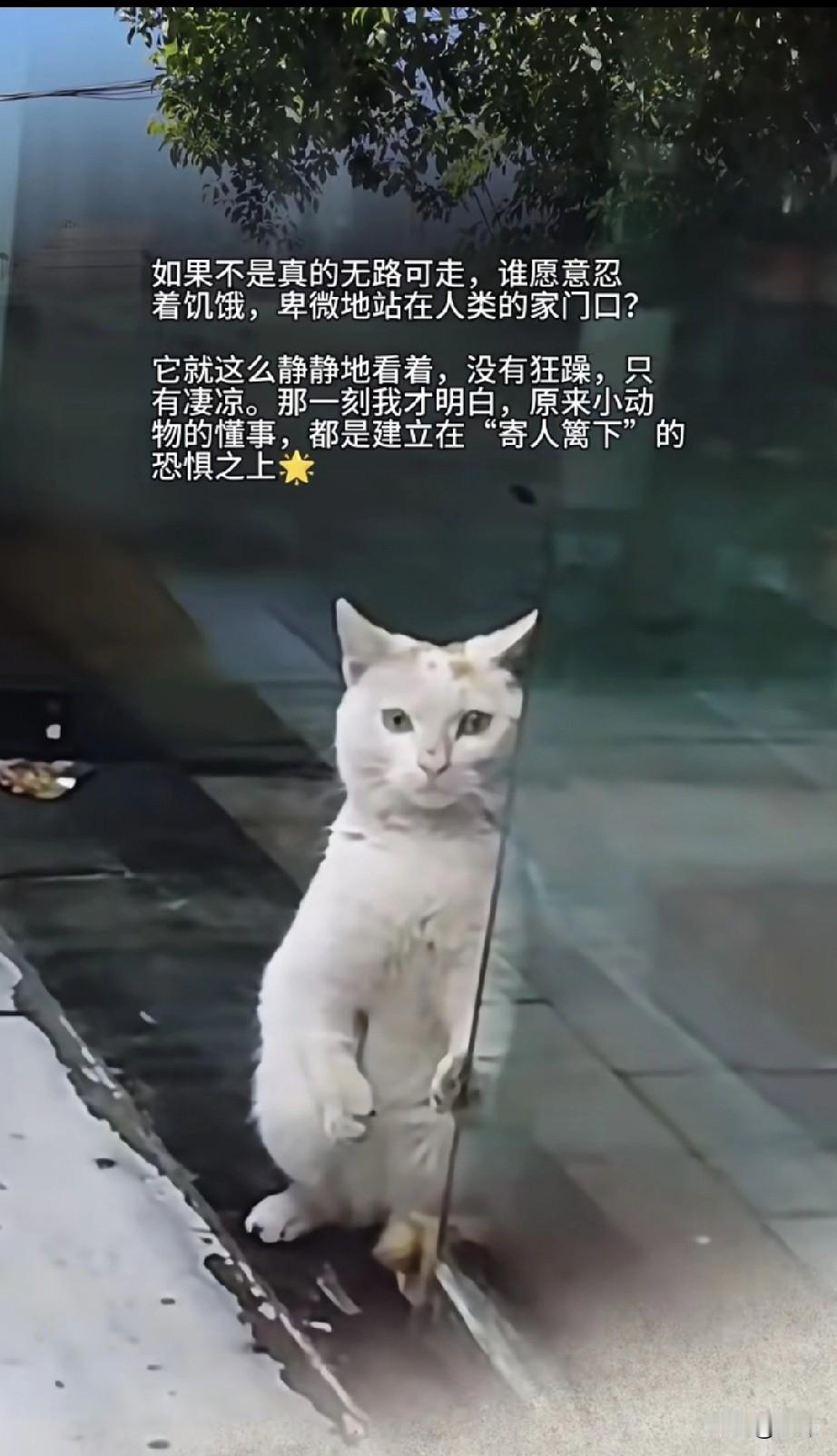 太可怜了！一位小姐姐开了一家小店，这天夜里，下着小雨，百无聊赖的小姐姐坐在店里看