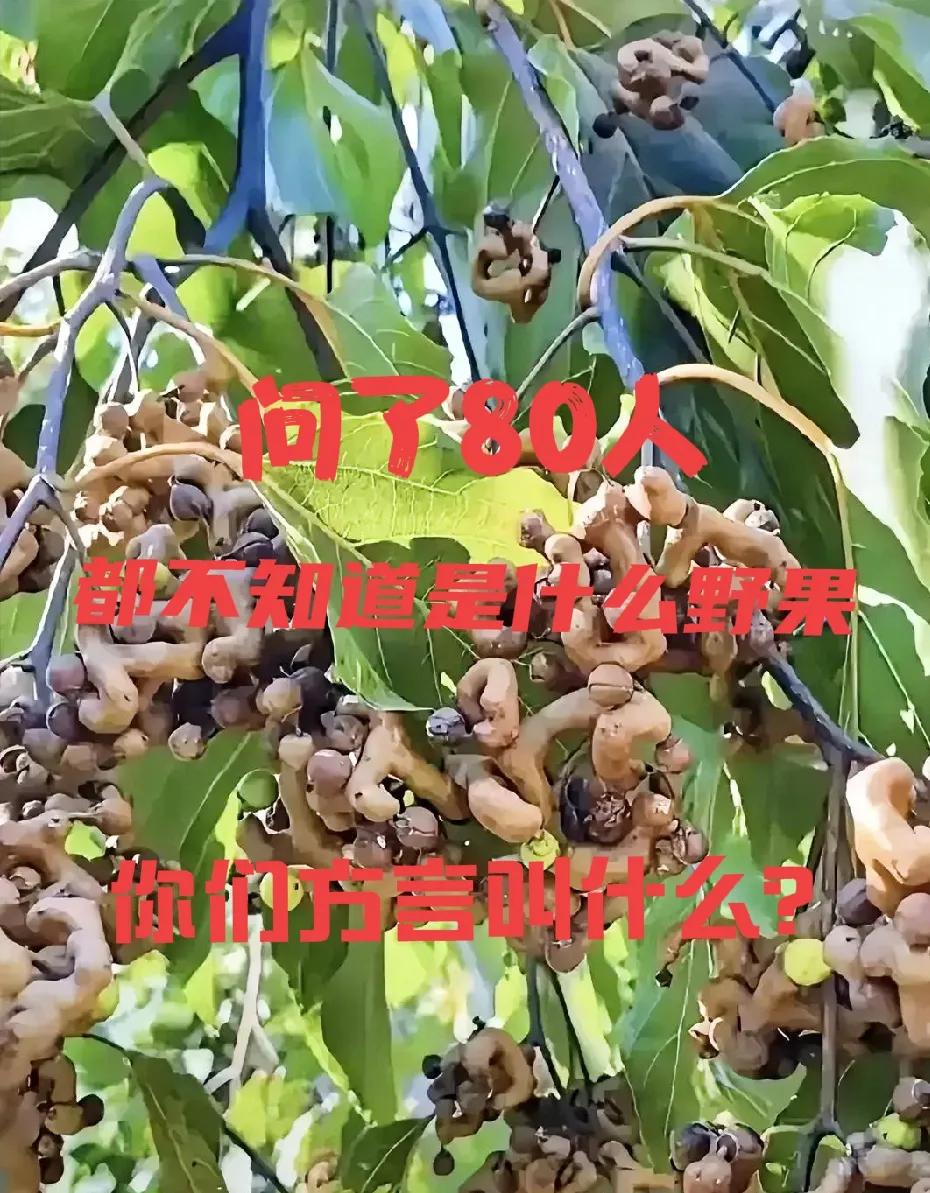 问了80人，都不知道这野果叫什么！在你们老家这野果叫什么？农村山里野果3小