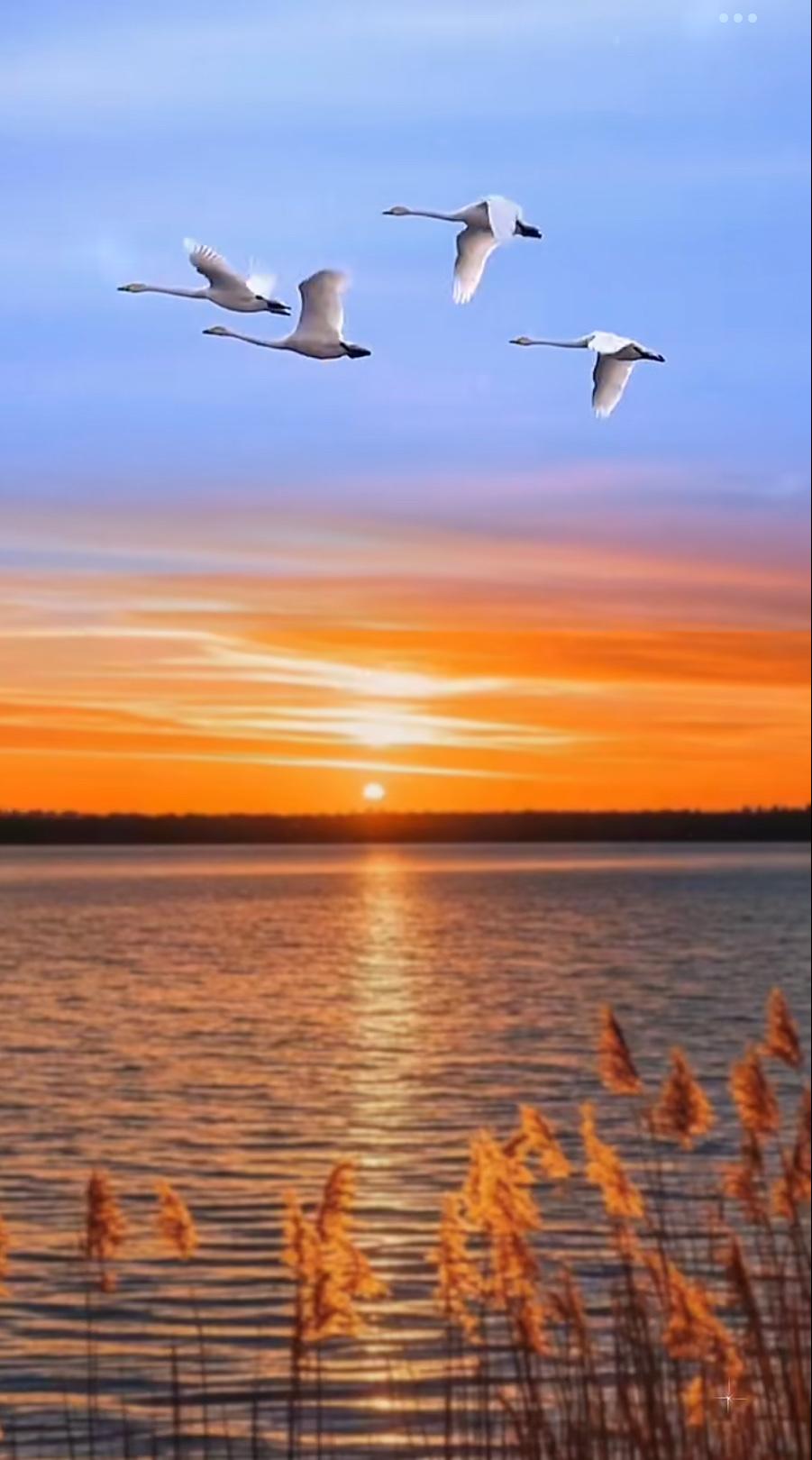 上联：秋霜落尽雁无影下联：夏雨绵柔燕归来