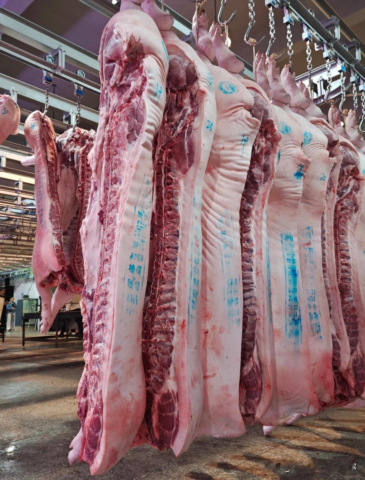 我隔壁的老王昨天去市场回来直摇头，说现在猪肉便宜得像白菜，前腿肉才八块一斤。他嘟