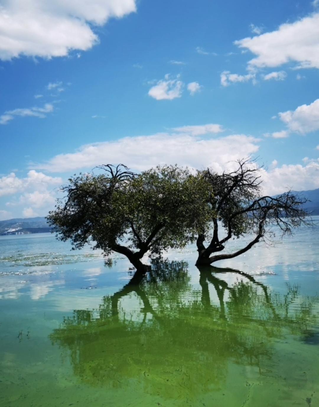 每日洱海云南大理的风景,你们想去吗?